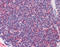 Interleukin 7 Receptor antibody, 51-140, ProSci, Immunohistochemistry frozen image 
