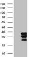 PYM Homolog 1, Exon Junction Complex Associated Factor antibody, LS-C790938, Lifespan Biosciences, Western Blot image 
