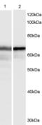 HEXIM P-TEFb Complex Subunit 1 antibody, EB06964, Everest Biotech, Western Blot image 