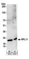 Ribosomal Protein L11 antibody, A303-931A, Bethyl Labs, Western Blot image 