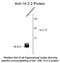 Tyrosine 3-Monooxygenase/Tryptophan 5-Monooxygenase Activation Protein Beta antibody, NB100-665, Novus Biologicals, Western Blot image 