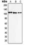 Solute Carrier Family 8 Member A1 antibody, orb214584, Biorbyt, Western Blot image 