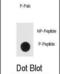 Enolase 2 antibody, abx032042, Abbexa, Dot Blot image 