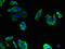 Phosphatidylinositol Glycan Anchor Biosynthesis Class S antibody, LS-C397633, Lifespan Biosciences, Immunofluorescence image 