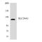 Solute Carrier Family 24 Member 1 antibody, LS-C200678, Lifespan Biosciences, Western Blot image 