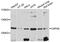Ubiquitin Specific Peptidase 48 antibody, PA5-76537, Invitrogen Antibodies, Western Blot image 