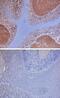 Neuroplastin antibody, PA5-47726, Invitrogen Antibodies, Immunohistochemistry paraffin image 