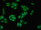 Biglycan antibody, LS-C396237, Lifespan Biosciences, Immunofluorescence image 