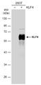 Kruppel Like Factor 4 antibody, GTX101509, GeneTex, Western Blot image 