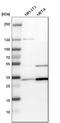 Tropomyosin 3 antibody, HPA009066, Atlas Antibodies, Western Blot image 