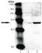 TAP Binding Protein antibody, ADI-CSA-625-J, Enzo Life Sciences, Western Blot image 