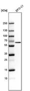 Solute carrier organic anion transporter family member 2A1 antibody, NBP2-13349, Novus Biologicals, Western Blot image 