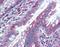 Mucin 13, Cell Surface Associated antibody, orb95117, Biorbyt, Immunohistochemistry paraffin image 