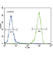 CD135 antibody, abx033568, Abbexa, Western Blot image 