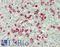 Lactotransferrin antibody, LS-B14841, Lifespan Biosciences, Immunohistochemistry paraffin image 