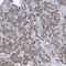 Monooxygenase DBH Like 1 antibody, PA5-57381, Invitrogen Antibodies, Immunohistochemistry paraffin image 