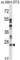 Lysosomal Protein Transmembrane 4 Alpha antibody, abx027627, Abbexa, Western Blot image 