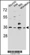 RIC3 Acetylcholine Receptor Chaperone antibody, 56-602, ProSci, Western Blot image 