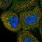 Diacylglycerol Lipase Beta antibody, PA5-67047, Invitrogen Antibodies, Immunofluorescence image 