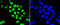 Enhancer Of Zeste 2 Polycomb Repressive Complex 2 Subunit antibody, 13-908, ProSci, Immunohistochemistry frozen image 
