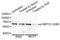 Myocyte Enhancer Factor 2C antibody, LS-C335769, Lifespan Biosciences, Western Blot image 