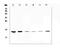 WAP Four-Disulfide Core Domain 2 antibody, A02685-4, Boster Biological Technology, Western Blot image 