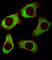 Y-Box Binding Protein 1 antibody, abx031312, Abbexa, Western Blot image 