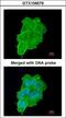 Ubiquitin Recognition Factor In ER Associated Degradation 1 antibody, LS-C186081, Lifespan Biosciences, Immunocytochemistry image 