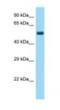 Negative Elongation Factor Complex Member A antibody, NBP1-98456, Novus Biologicals, Western Blot image 