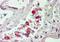 Carboxylesterase 1 antibody, PA5-18903, Invitrogen Antibodies, Immunohistochemistry frozen image 