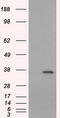 Serine Racemase antibody, CF500981, Origene, Western Blot image 