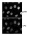 Stromal Antigen 2 antibody, NB100-301, Novus Biologicals, Immunocytochemistry image 