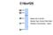 Chromosome 18 Open Reading Frame 25 antibody, 26-617, ProSci, Enzyme Linked Immunosorbent Assay image 