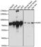 Lysyl-TRNA Synthetase antibody, 15-194, ProSci, Western Blot image 