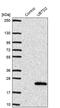 Ubiquitin Domain Containing 2 antibody, PA5-57450, Invitrogen Antibodies, Western Blot image 