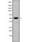 Tubulin Beta 1 Class VI antibody, abx219172, Abbexa, Western Blot image 