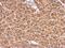 Protein Kinase C Substrate 80K-H antibody, PA5-27551, Invitrogen Antibodies, Immunohistochemistry paraffin image 