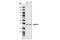 SLC9A3 Regulator 1 antibody, 3394S, Cell Signaling Technology, Western Blot image 