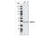 Na(+)/H(+) exchange regulatory cofactor NHE-RF1 antibody, 3394S, Cell Signaling Technology, Western Blot image 