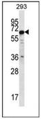 Phosphatase And Actin Regulator 3 antibody, AP53275PU-N, Origene, Western Blot image 