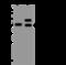 Lysosomal Associated Membrane Protein 3 antibody, 10527-T48, Sino Biological, Western Blot image 