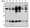 Interleukin 1 Beta antibody, MBS821750, MyBioSource, Western Blot image 