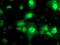 Nudix Hydrolase 18 antibody, MA5-25756, Invitrogen Antibodies, Immunocytochemistry image 