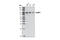 RalA Binding Protein 1 antibody, 3630S, Cell Signaling Technology, Western Blot image 