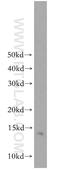 Low Density Lipoprotein Receptor Class A Domain Containing 1 antibody, 20096-1-AP, Proteintech Group, Western Blot image 