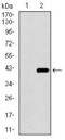 Dynein Axonemal Light Chain 4 antibody, GTX60740, GeneTex, Western Blot image 
