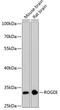 Rogdi Atypical Leucine Zipper antibody, GTX66563, GeneTex, Western Blot image 