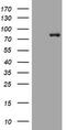 Mitofusin 1 antibody, TA802150BM, Origene, Western Blot image 