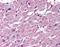 CYSLTR2 antibody, orb85577, Biorbyt, Immunohistochemistry paraffin image 