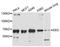 Embryonic Ectoderm Development antibody, STJ114646, St John